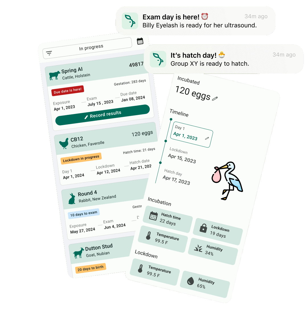 Sheep Breeding Methods sheep-breeding-methods